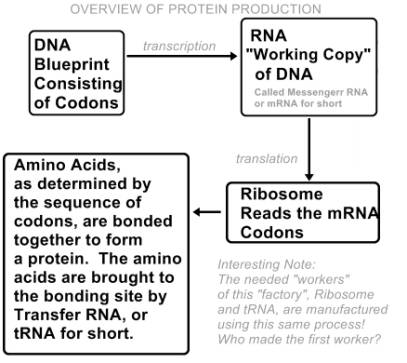 DNA Chart